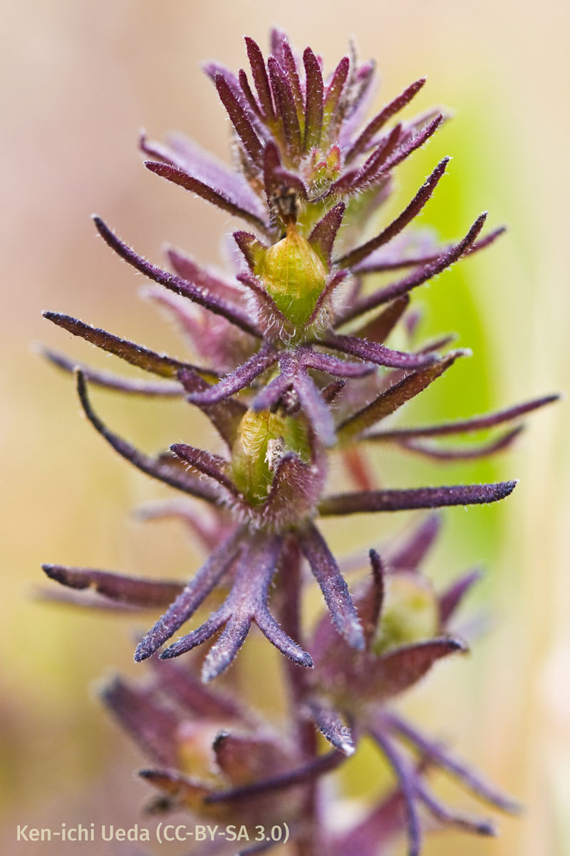 Closeup of reddish plant with tiny yellow flowers