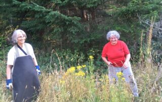 Two women with clippers going after tansy ragwort