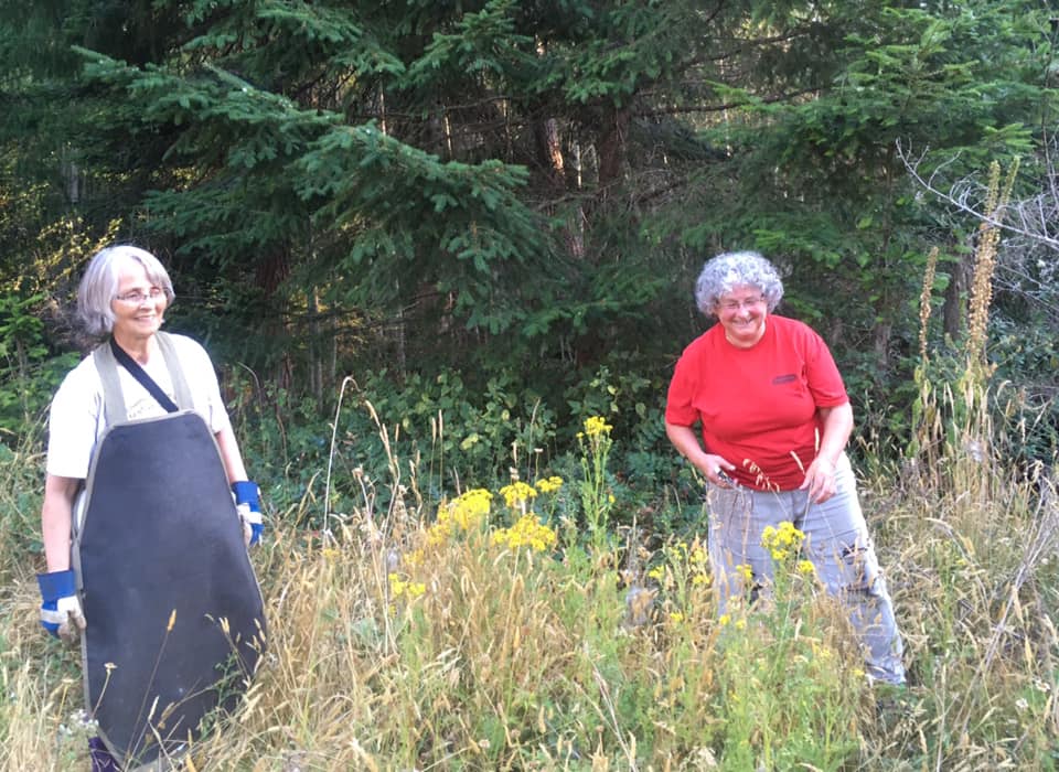 Two women with clippers going after tansy ragwort