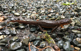 Photo of a rough-skinned newt