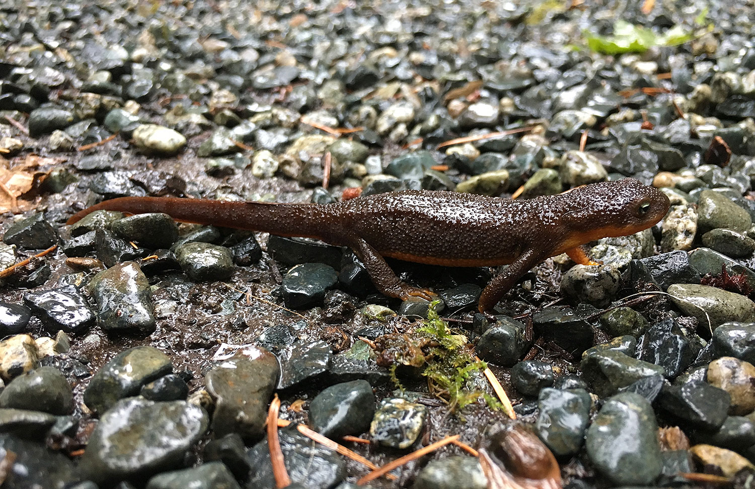 Photo of a rough-skinned newt