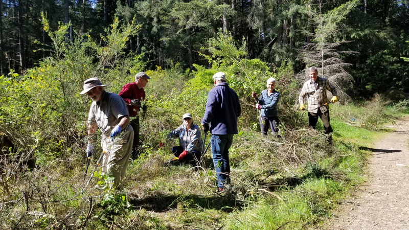 Group of people cutting back invasive broom