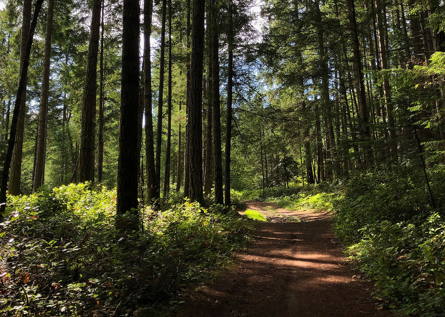 A photo of a wide trail with sunlight falling through the trees.