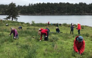 Large group of people pulling small broom plants in a meadow overlooking the ocean.