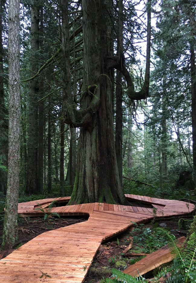 New boardwalk circling a giant cedar.