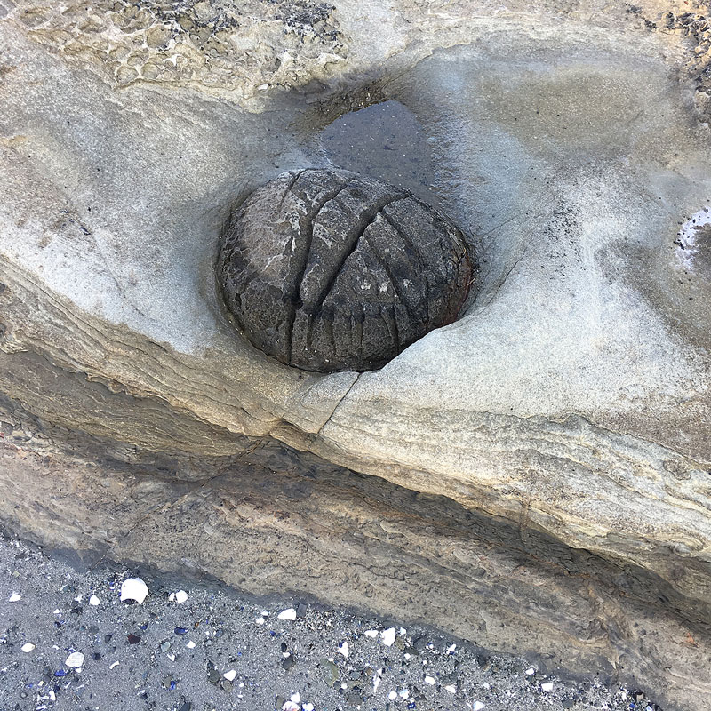 A concretion with multiple cleft lines running through it, embedded in sandstone.