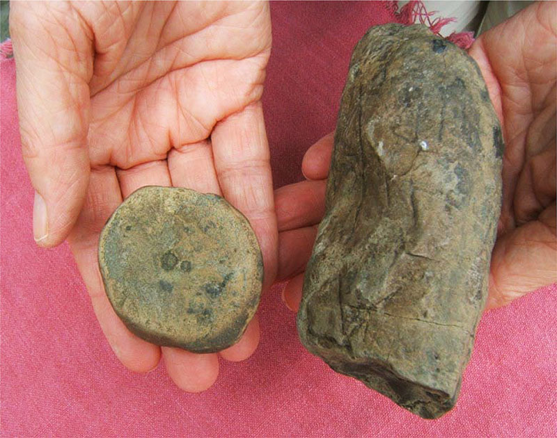Hands holding two fossils. On the left is a cylinder marked by central holes; on the right a tube with one rounded end and the other broken off