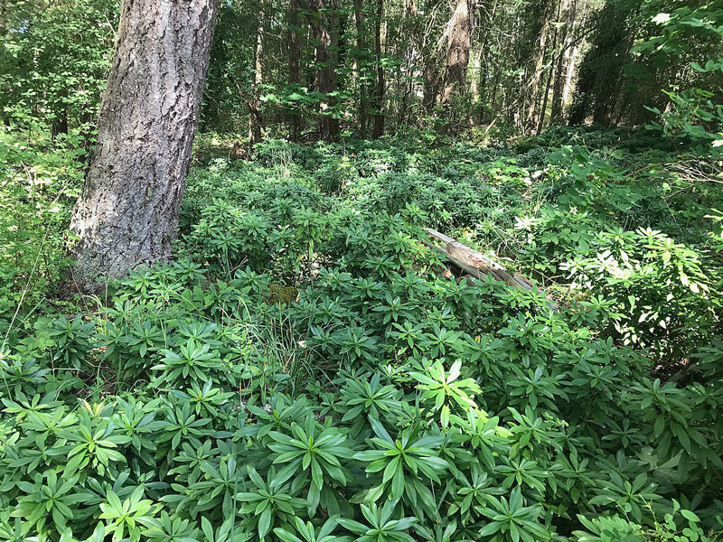 Forest understory, densely packed with daphne