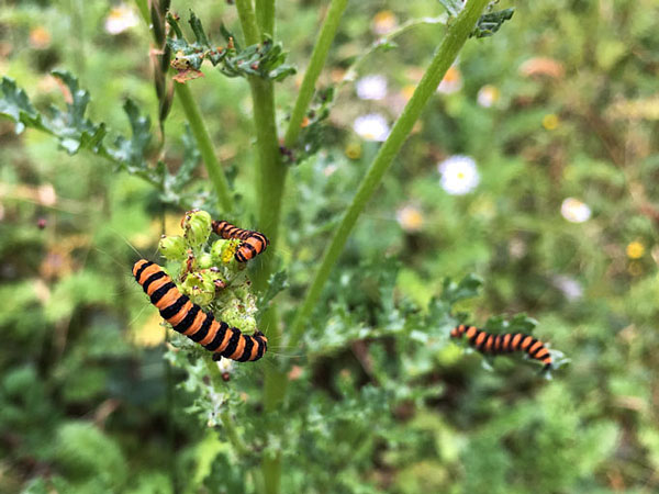 closeup of brightly striped orange and black caterpillars on a tansy ragwort plant