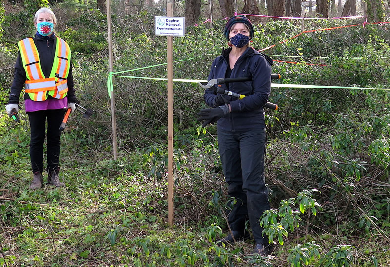 Two people standing in front of an area of vegetation that has been marked off with flagging tape. The posted sign says "Daphne removal experimental plots."