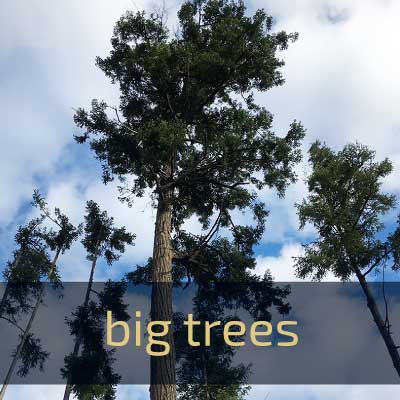 Link box image shows the tops of tall Douglas-fir trees, text says "big trees."
