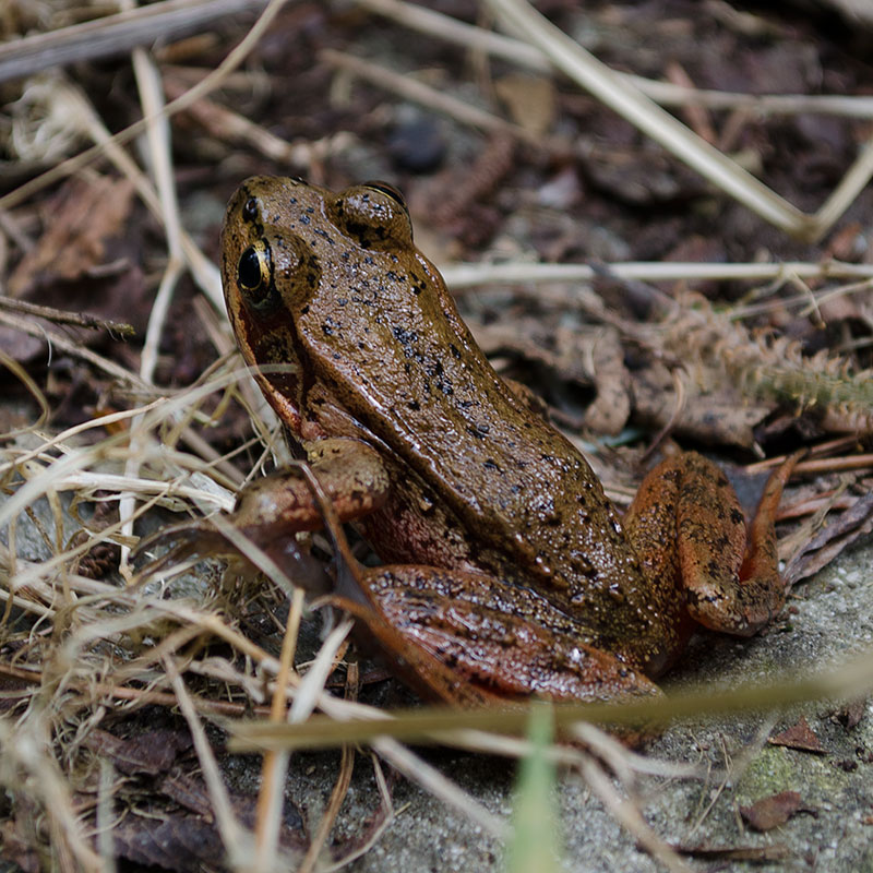 closeup photo of a red-legged frog