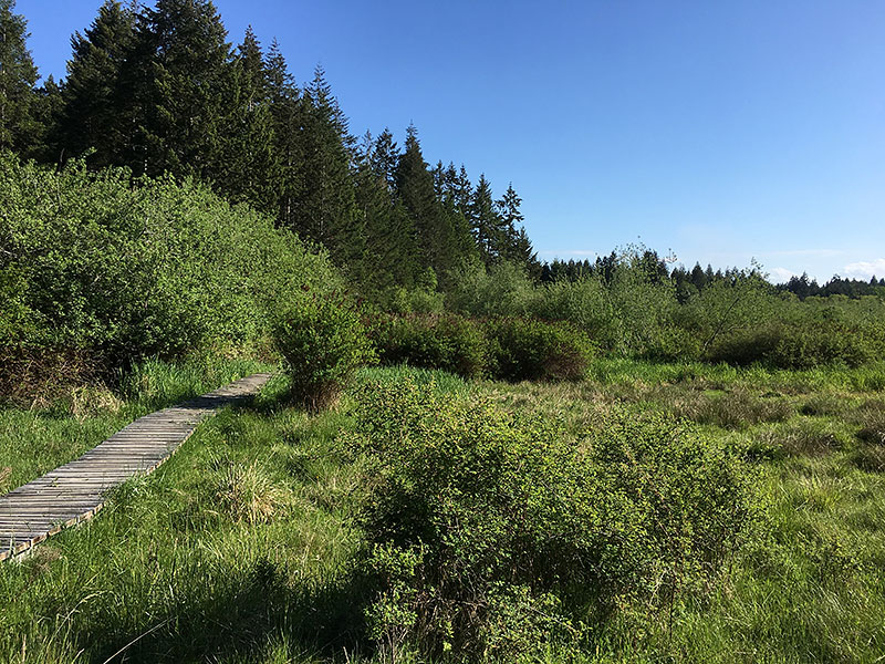 Photo shows a boardwalk across a marshy area; it's summer so all you can see is green.