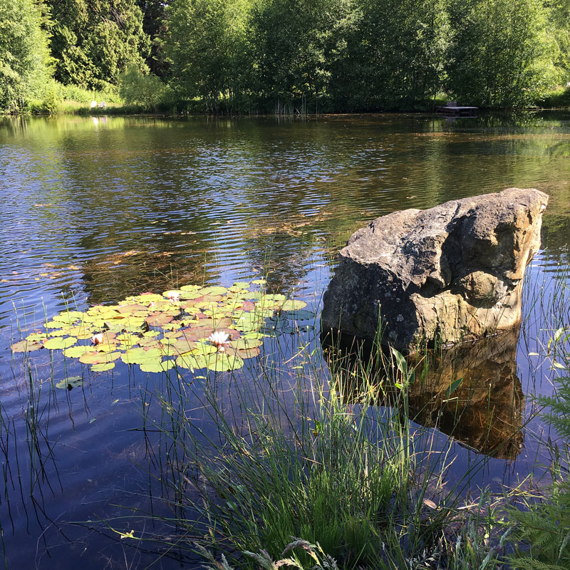 Pond with waterlilies and a large sandstone rock emerging fromt the water, forested edge in background.