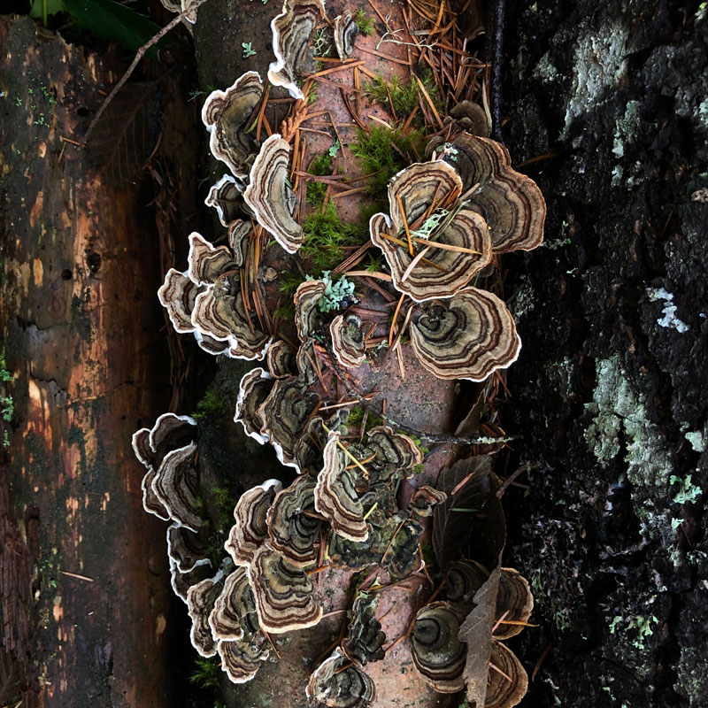 Photo of "turkey tail" fungus on a fallen treetrunk. Turkeytail is recognizable because of its distinctive concentric colour circles.