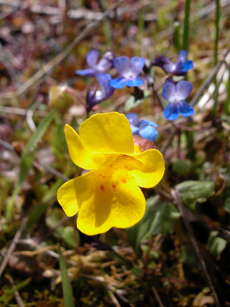 Closeup of flowering monkeyflower, blue-eyed mary plant in background
