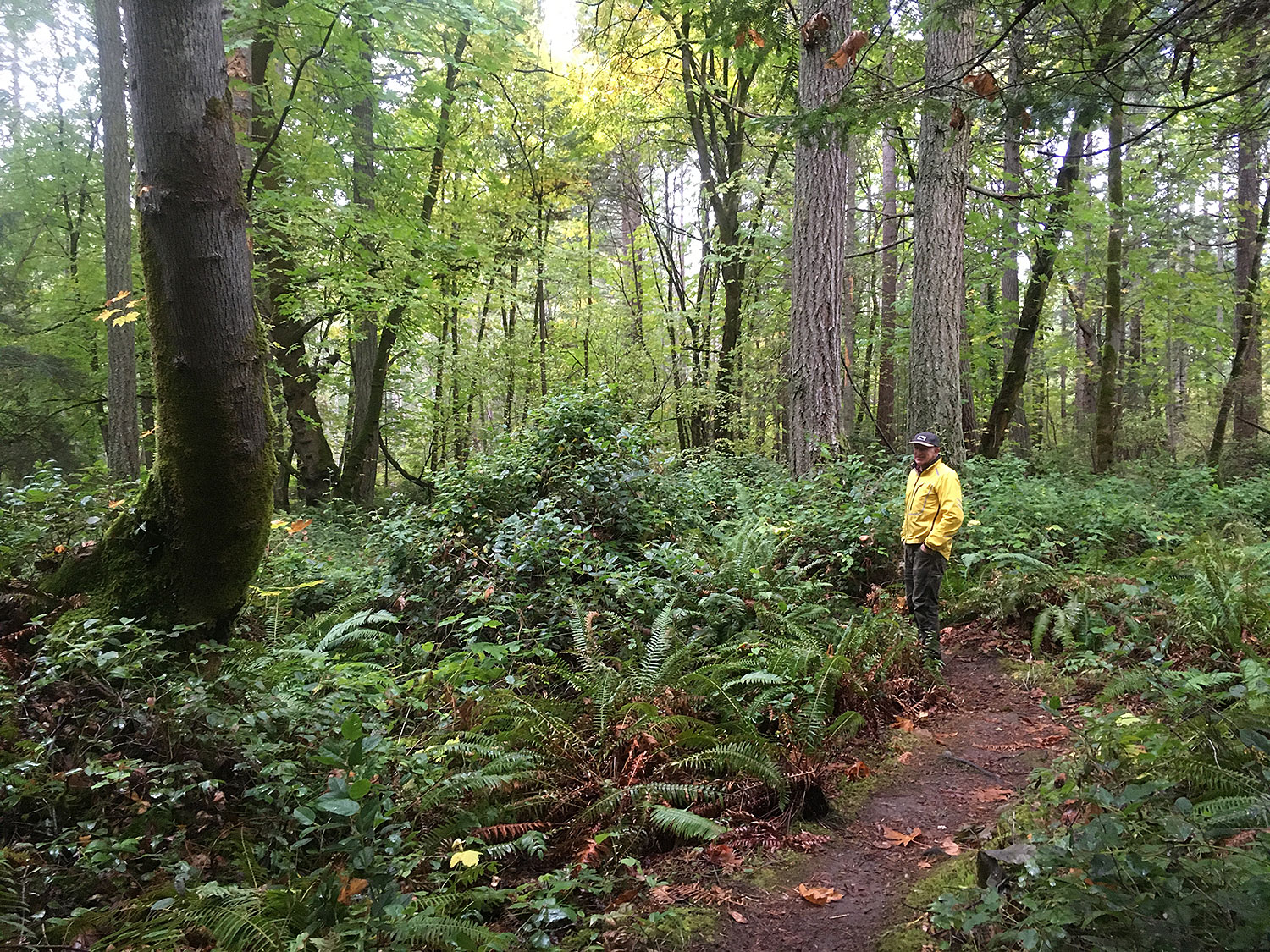 A person standing on a trail in the forest.