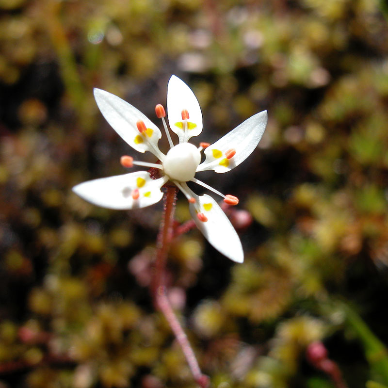 Closeup of tiny saxifrage flower