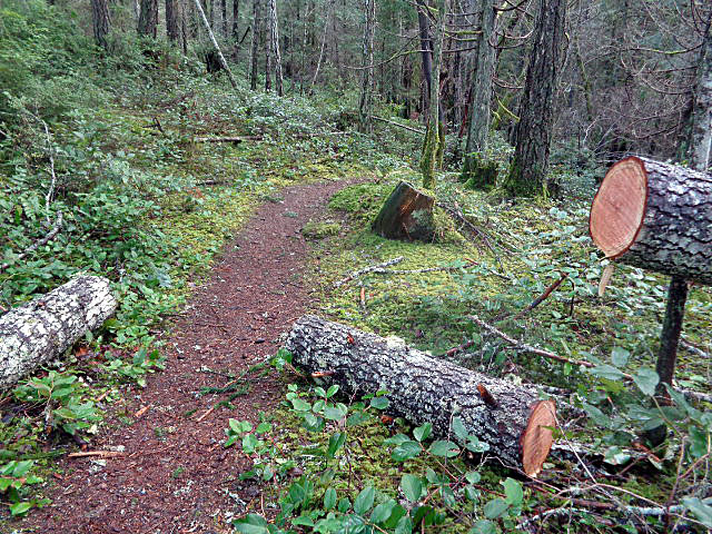 Logs chainsawed from tree blocking trail