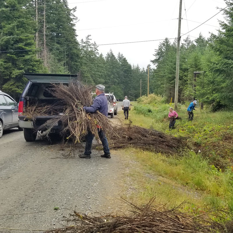 Volunteers collect cut broom from the sides of the road and load it into trucks