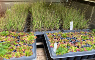 Photo shows sets of plant plugs
