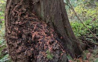 Photo of two trees with their trunks entwined: one is a Douglas-fir and the other is a western red cedar.
