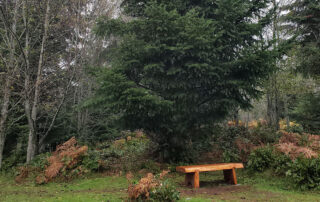 Photo shows a beautifully crafted wooden bench in front of a Douglas-fir tree.