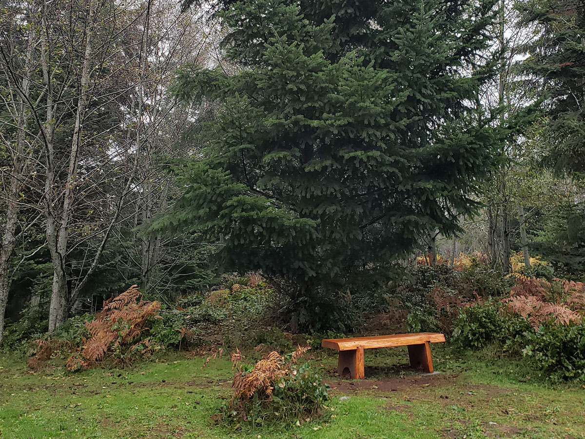 Photo shows a beautifully crafted wooden bench in front of a Douglas-fir tree.