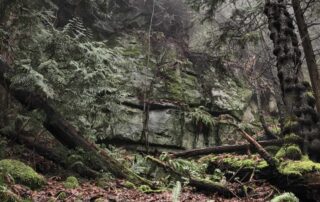 Looking up toward rocky cliffs. Cedar stands below and ferns grow on the forest floor and in cracks on the cliff itself.