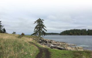 A view of the ocean and a wide path through a meadow. A big douglas-fir tree stands near the water in the near distance, and islands are in the background
