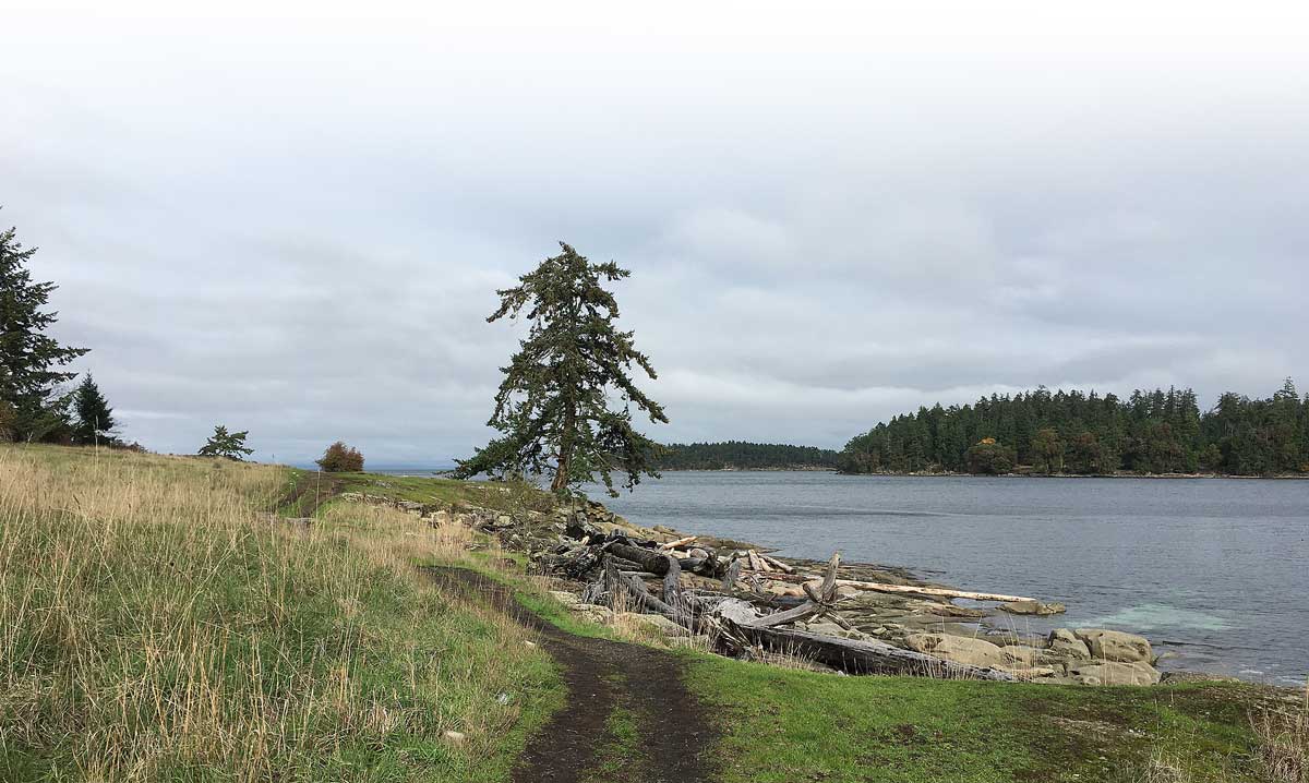 A view of the ocean and a wide path through a meadow. A big douglas-fir tree stands near the water in the near distance, and islands are in the background
