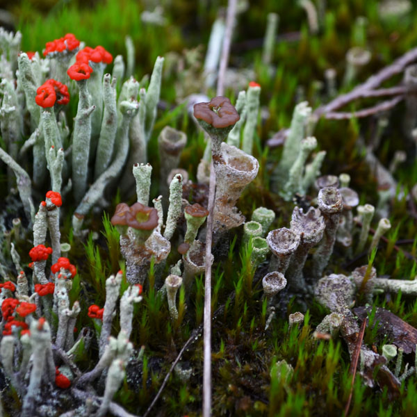 A closeup of a cluster of different kinds of lichens.