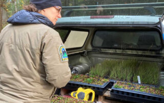 A woman in BC Parks uniform stands at the back of a vehicle with small plants for use in a habitat restoration project