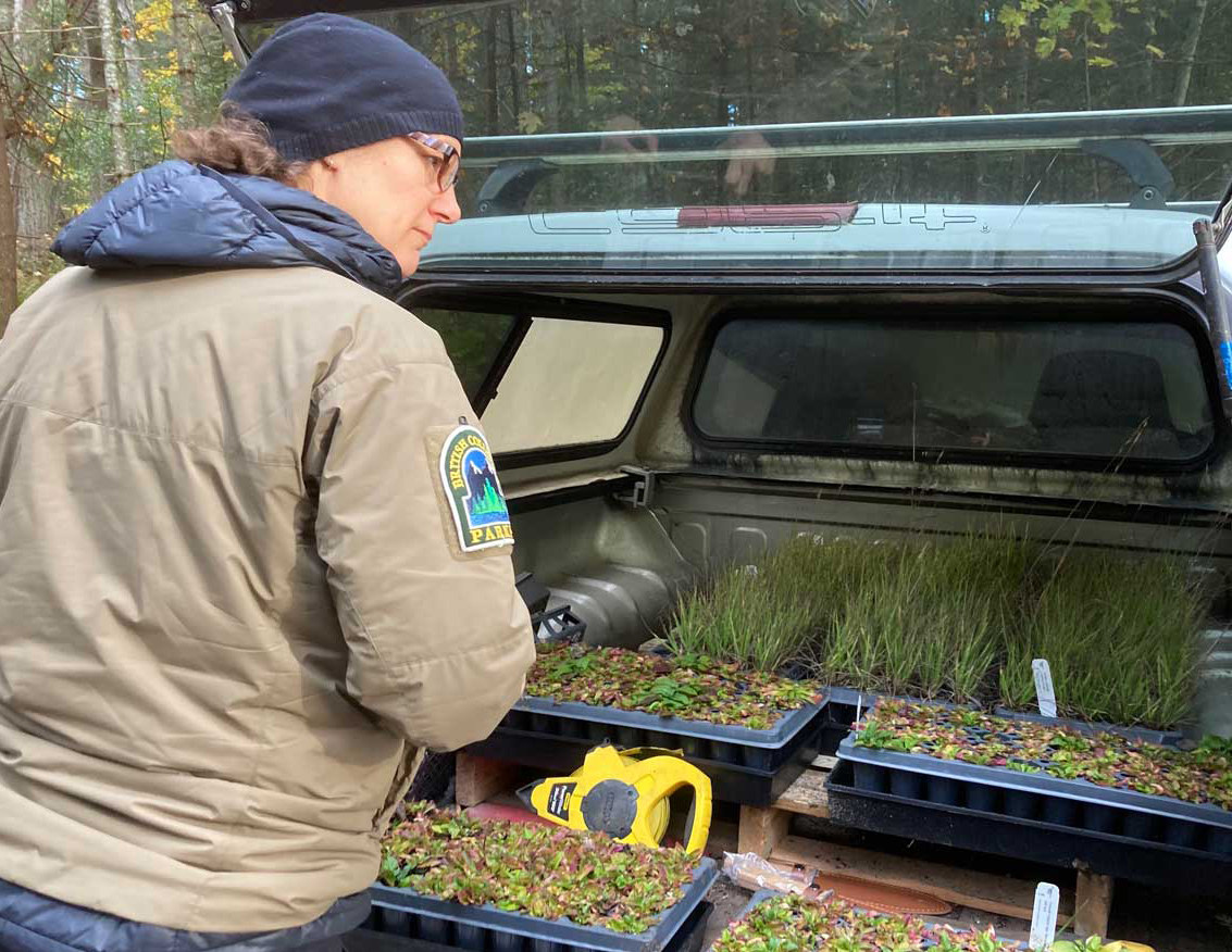 A woman in BC Parks uniform stands at the back of a vehicle with small plants for use in a habitat restoration project