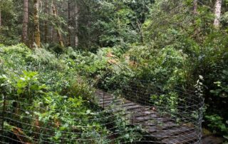 Photo shows a boardwalk through dense vegetation. Beside the boardwalk is wire fencing protecting an area which is being rehabilitated after the removal of invasive plants.