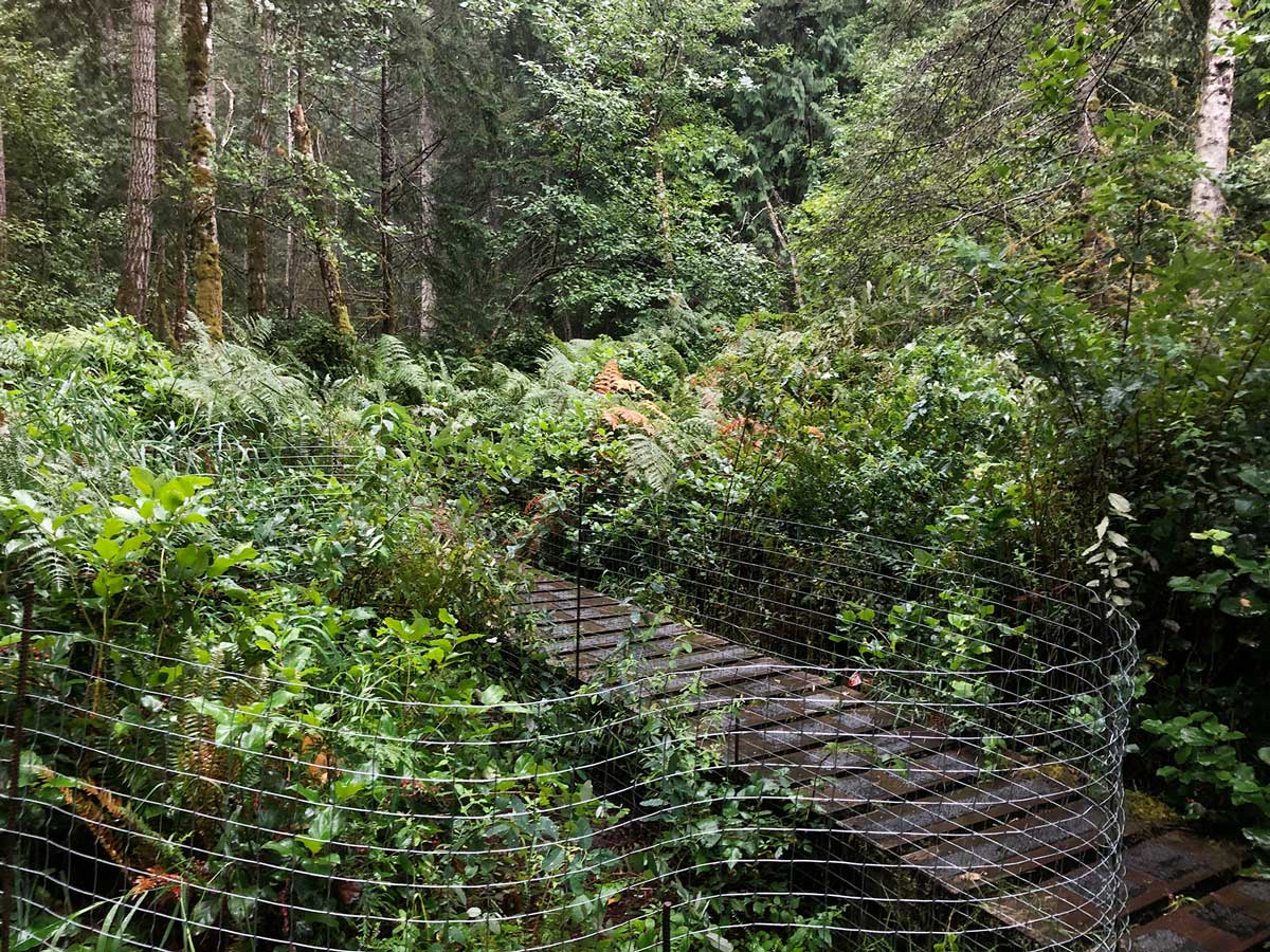 Photo shows a boardwalk through dense vegetation. Beside the boardwalk is wire fencing protecting an area which is being rehabilitated after the removal of invasive plants.