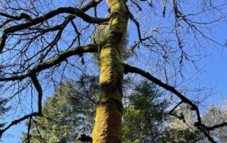 View looking up into the bare winter branches of a bigleaf maple