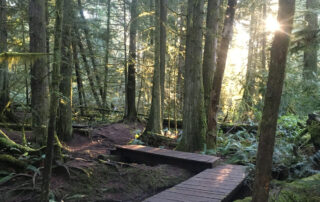 A boardwalk snakes through trees; sun glints through the branches.