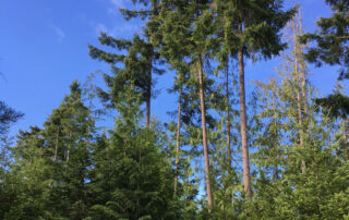 Photo of mix of trees , primarily cedar and Douglas-fir, of different ages