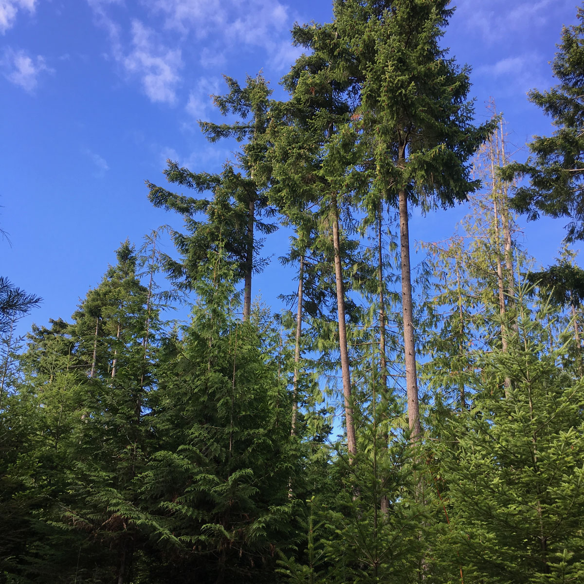 Photo of mix of trees , primarily cedar and Douglas-fir, of different ages