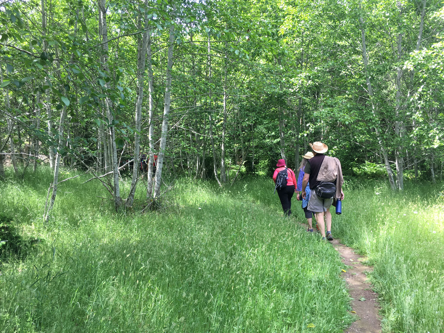 Three people walk along a trail through spring grass and alders