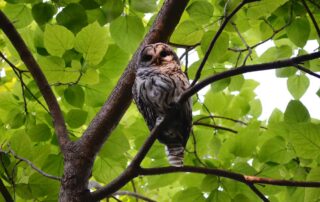 A barred owl sitting in a tree