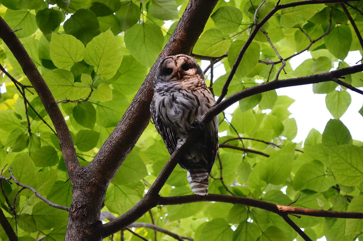 A barred owl sitting in a tree