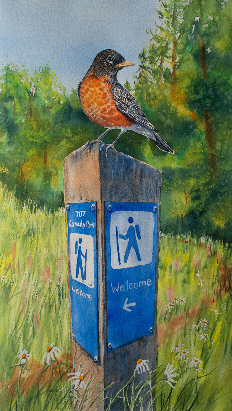 A watercolour painting of a robin sitting on a directional post. The signs show a hiking icon and are labeled "707 Community Park—Welcome."