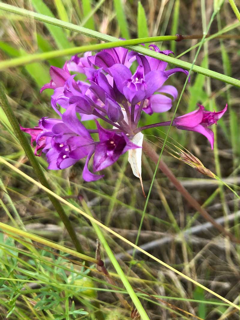 A closeup of a bright pinkish-purple flower, harvest brodiaea, blooming in Drumbeg Provincial Park