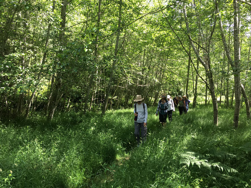 Photo shows a line of people walking on a trail under alder trees.