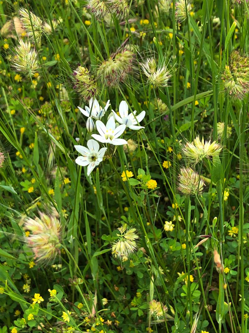 A closeup of grass seedheads and white flowers, fool's onion, in Drumbeg Provincial Park