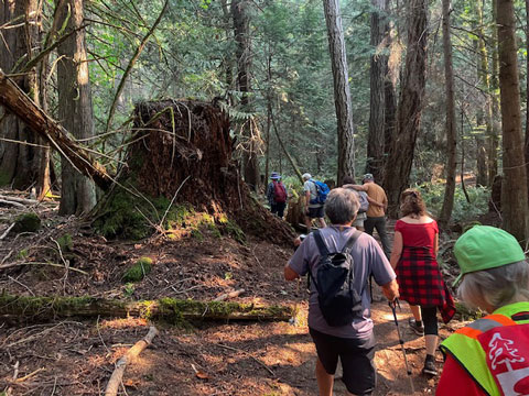 A line of hikers walk through a forest past a huge old stump.