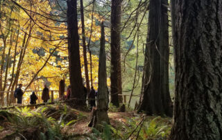 A photo of people on a trail in a forest. In the foreground are large treetrunks, in the backgrounds the yellow leaves of maples in autumn.