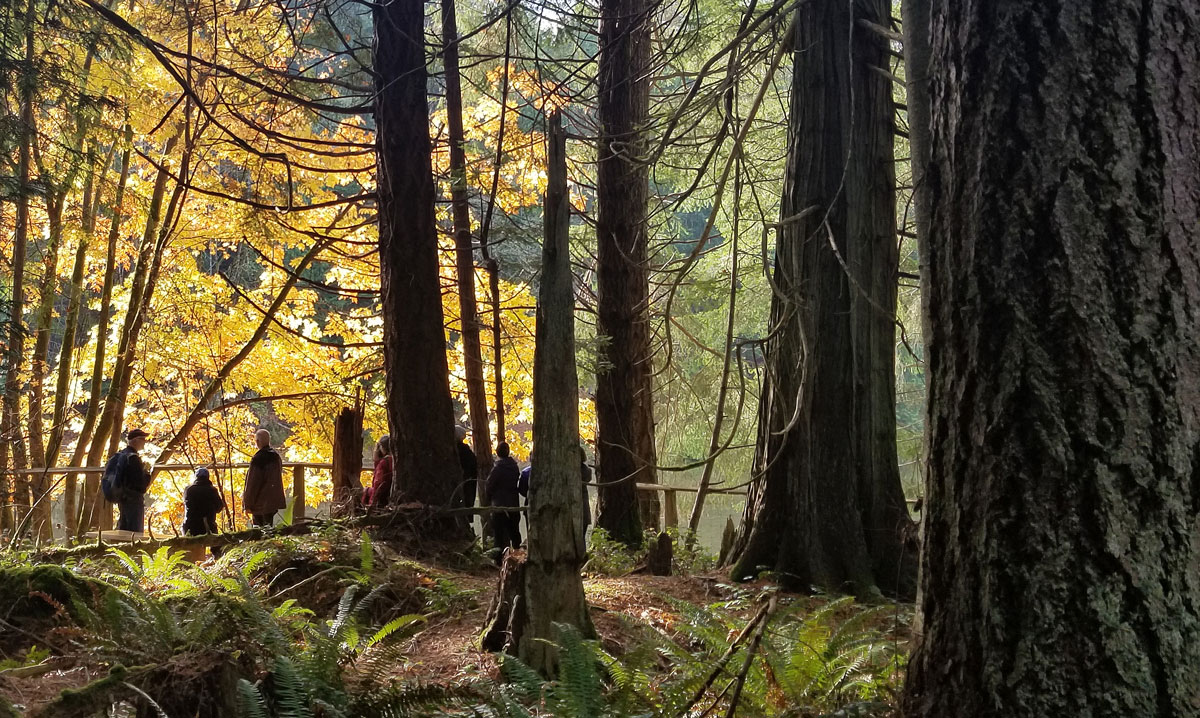 A photo of people on a trail in a forest. In the foreground are large treetrunks, in the backgrounds the yellow leaves of maples in autumn.